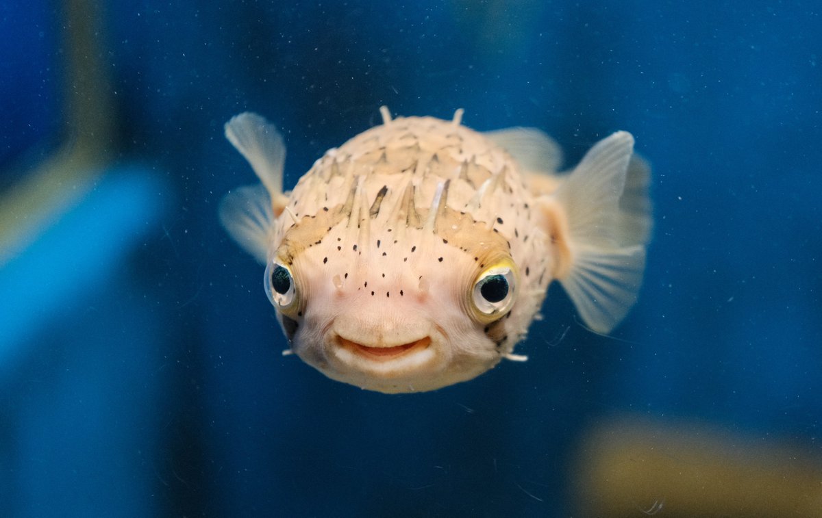 京都大学白浜水族館 tweet media