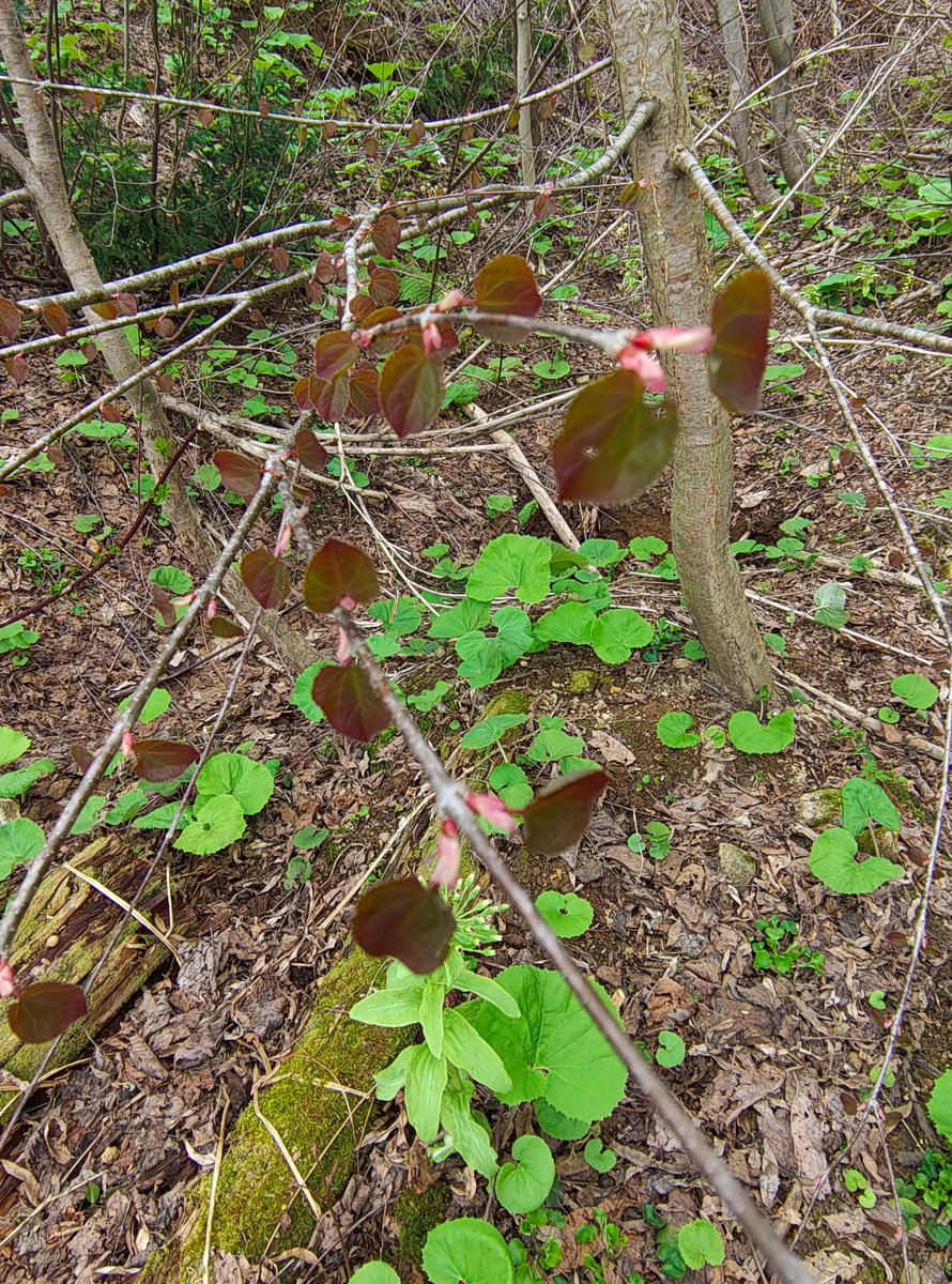 山河童 tweet media