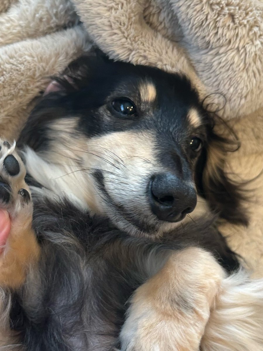 月曜日からダルそうないぬ