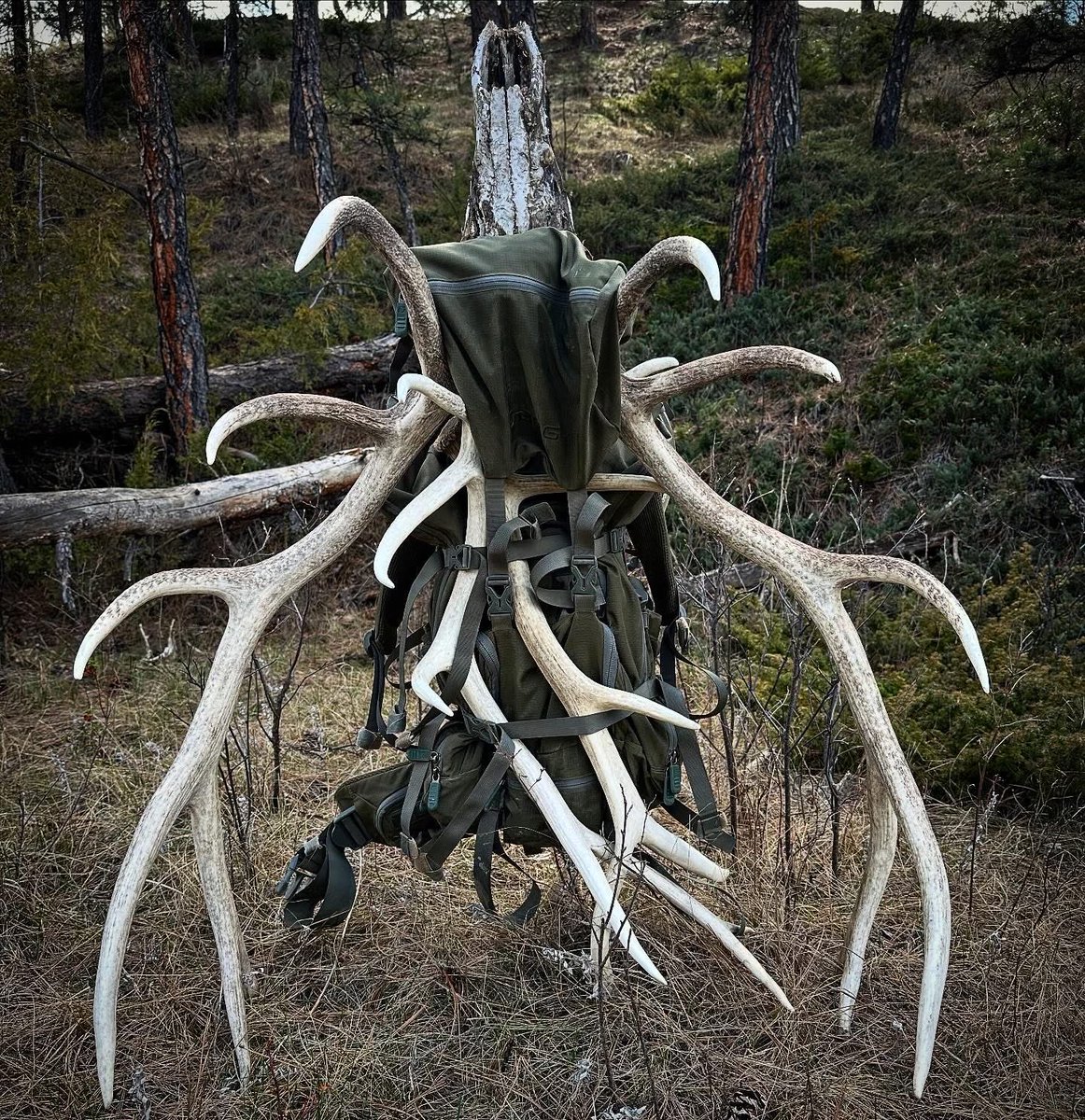 DogginwithLevi's tweet image. The BOG Inception frame with the Helix 6000 pack loaded down heavy with a deadhead and a few sheds heading back to the truck!
•
•
•
•
#BOGhunt #elk #elksheds #deadhead #lightsout