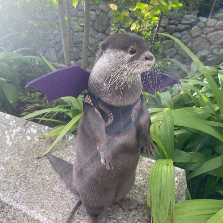 Otter Lover tweet media