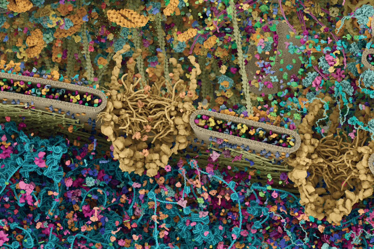 The most detailed 3D rendering of a eukaryotic cell

Made by Evan Ingersoll and Gaël McGill, it is a scientifically accurate visualization based on data from X-ray, NMR, and cryo-electron microscopy