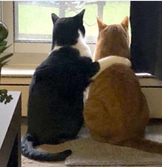 셰이~ tweet media
