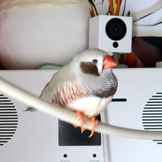 moreserenitatis's tweet photo. #迷鳥非通知電話やめて
迷鳥のリオを探していますが、怖いので非通知電話はとれません。
どうかご了承下さい。 https://t.co/JdE2EjvVAN