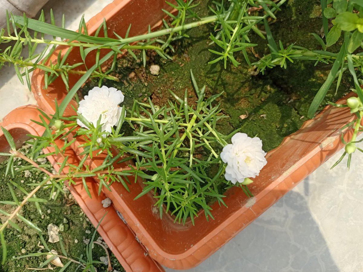 nazmul6242's tweet image. My little garden is blooming! 🌸 So happy to see these vibrant flowers thrive. Gardening brings such peace to my day. 💚 #Gardening #Flowers #Nature