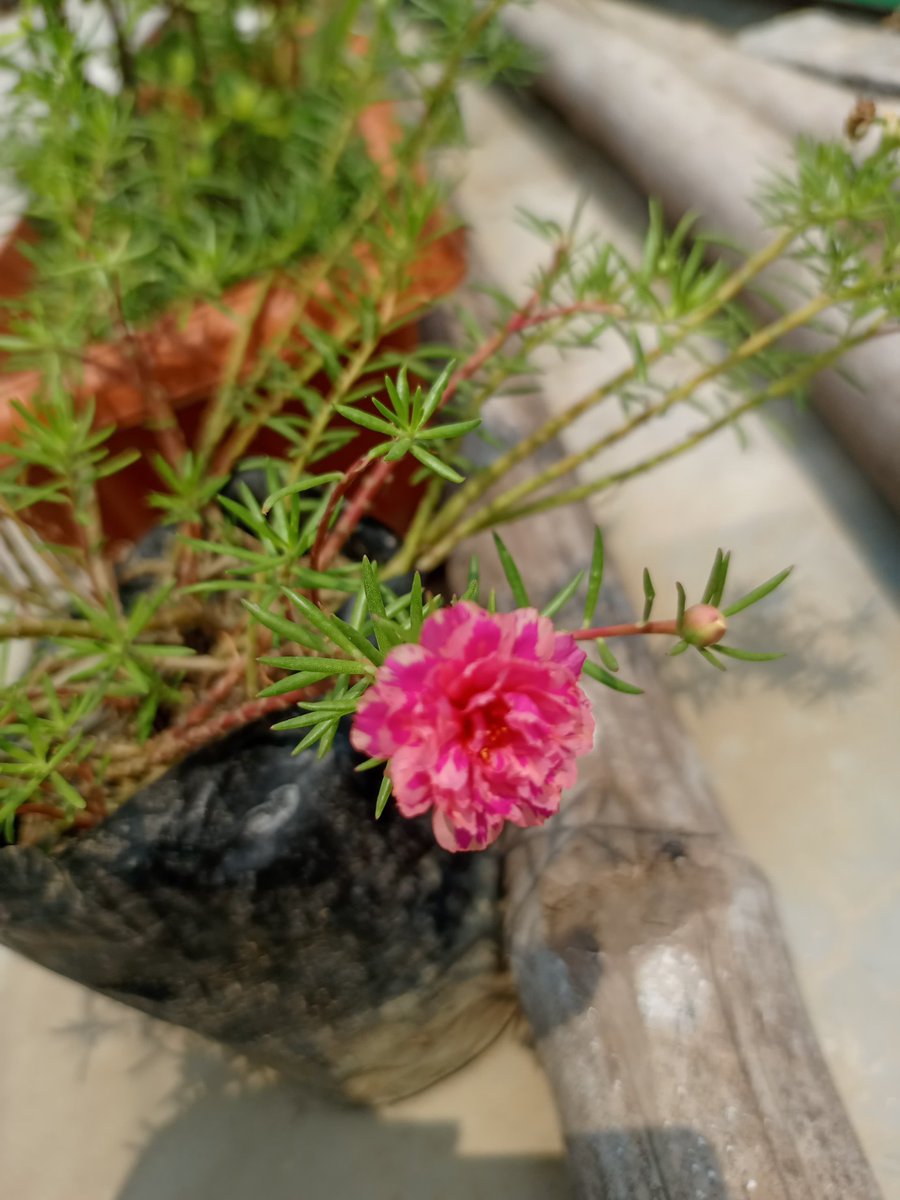 nazmul6242's tweet image. My little garden is blooming! 🌸 So happy to see these vibrant flowers thrive. Gardening brings such peace to my day. 💚 #Gardening #Flowers #Nature