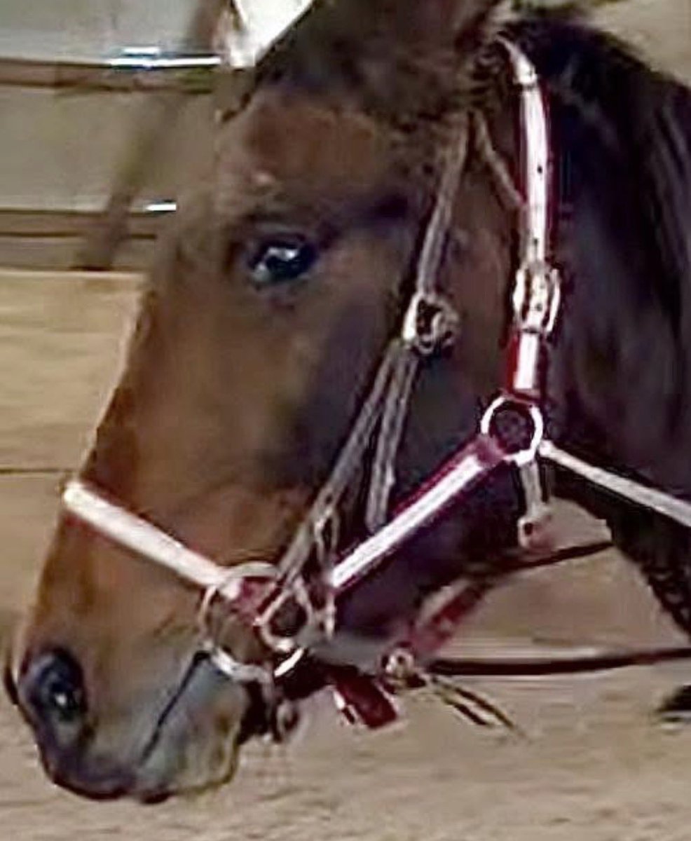 Standardbred Retirement Foundation tweet media