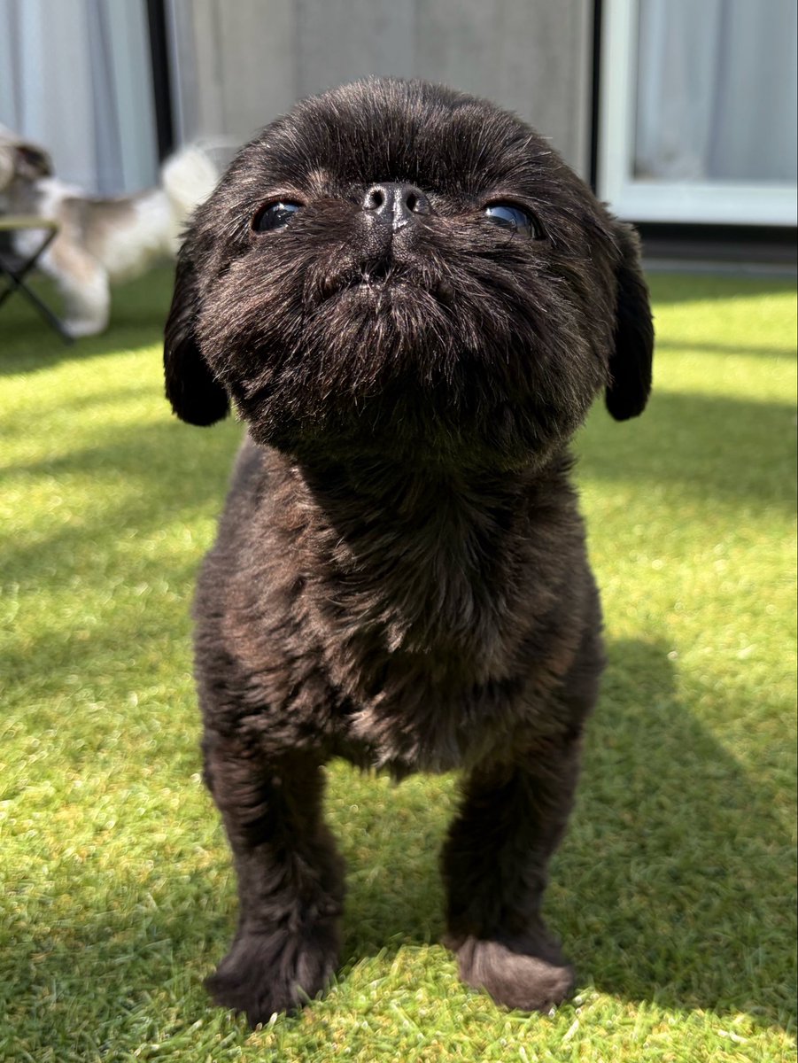 シーズーのモコとすい tweet media