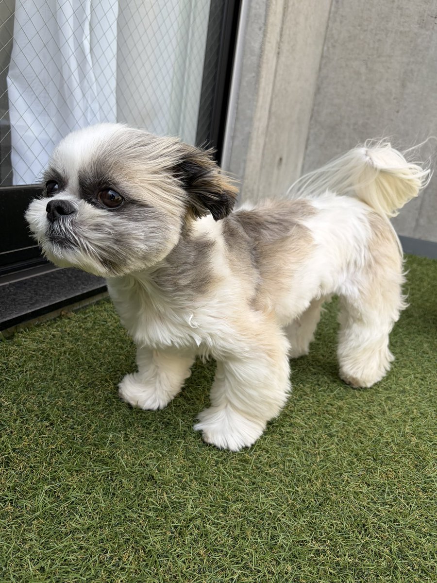 シーズーのモコとすい tweet media