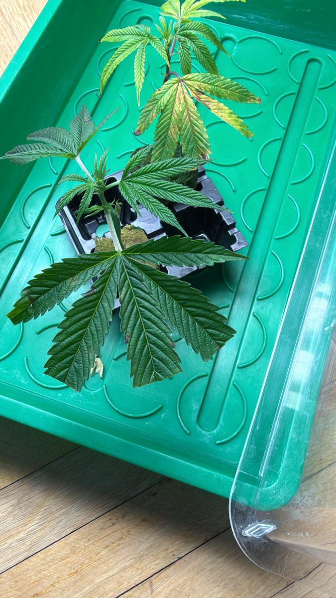 Masonic_smoker tweet media