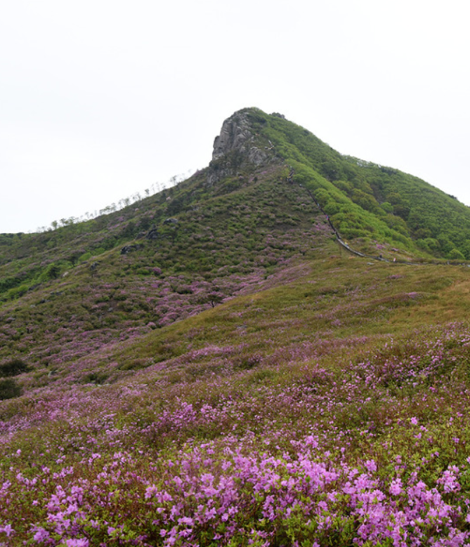 황매산 철쭉 관련 SNS 이미지