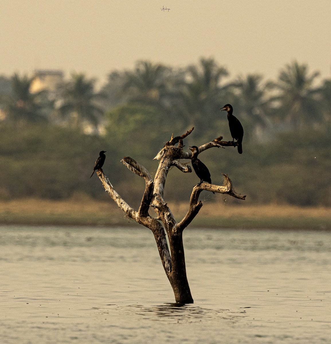 Vijaykulange's tweet image. “Bird photography is more than a hobby—it’s a quiet form of meditation, where patience meets wonder, and every captured moment feels like a conversation with nature.”
@AMAZlNGNATURE @incredibleindia 
#morning click