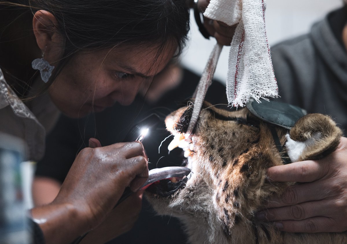 CCFCheetah's tweet image. This weekend, we're celebrating #WorldVeterinaryDay, and highlighting the vital role #veterinarians play in our #conservation efforts. From rescue and rehabilitation to community outreach to monitoring wild #cheetahs, our vets supports an incredibly wide range of #animal health