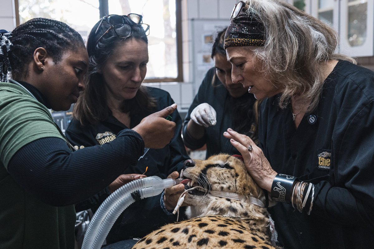 CCFCheetah's tweet image. This weekend, we're celebrating #WorldVeterinaryDay, and highlighting the vital role #veterinarians play in our #conservation efforts. From rescue and rehabilitation to community outreach to monitoring wild #cheetahs, our vets supports an incredibly wide range of #animal health