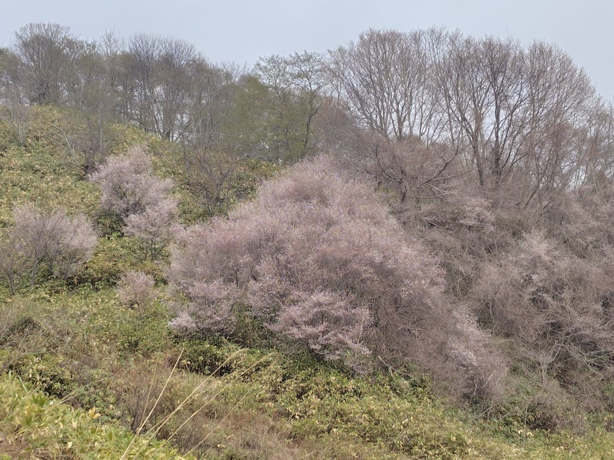 お兄ちゃん【旧式】 tweet media