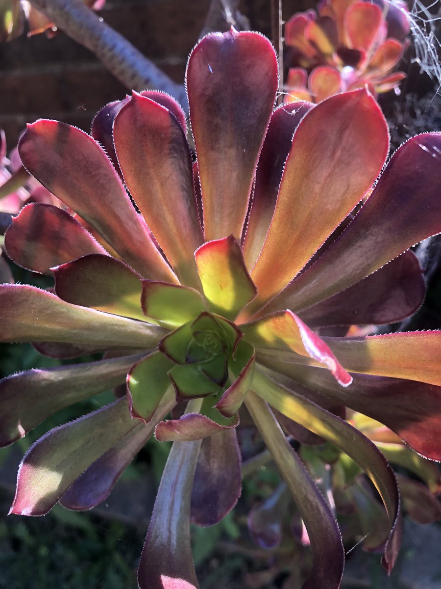 Anthony78644696's tweet image. “And the heart begins to bloom,
        that love made of light,
         in the intimate place,
                  deep within,
                        flowers.”

- Carlos Alberto Bustillos.
#FlowerPhotography