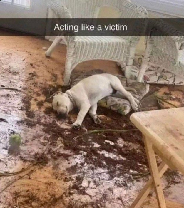 jade🕯️// semi-recovery tweet media