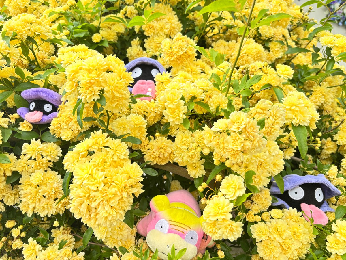 モッコウバラ　まもなく満開 ただいま満開🌼🌼🌼 我が家のモッコウバラさん💛💛💛 まだ寒い頃…沢山