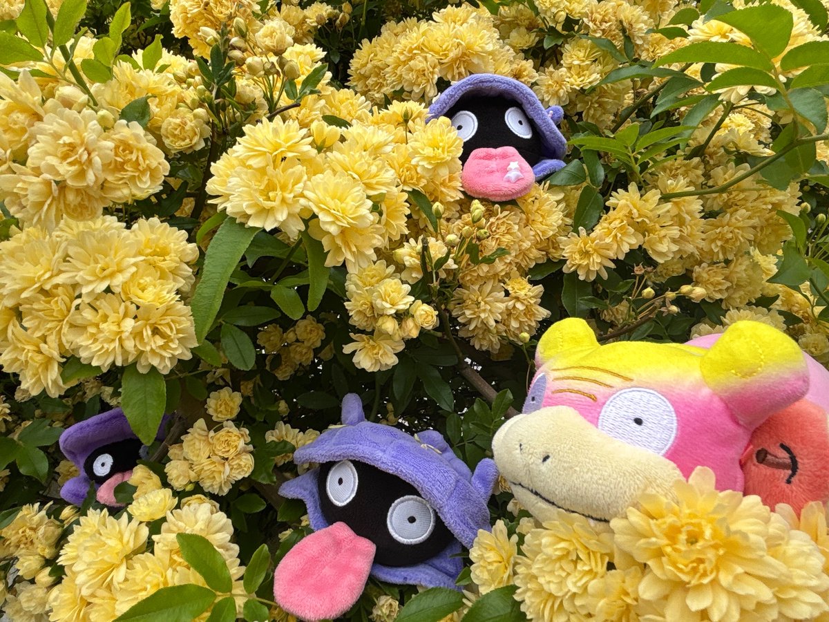 モッコウバラ満開だねシェルダー👾🐚👅🌼