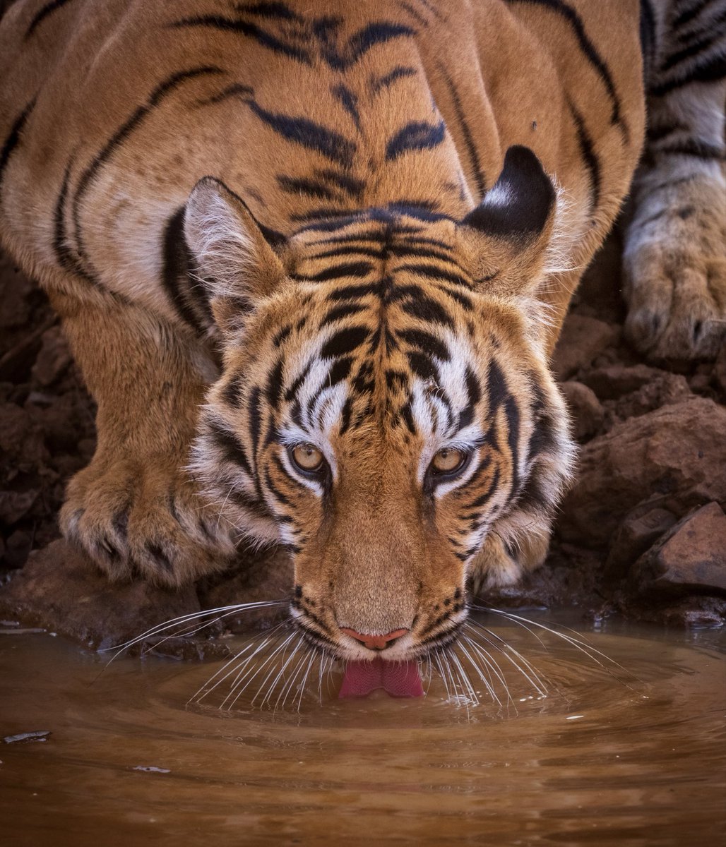 wildlife_clicks's tweet image. Good morning family ❤️

Eyes tell everything…
No roar, no movement—just raw power, patience, and intent in a single gaze. 🐅

In the wild, silence speaks louder than sound.

#Tiger #Wildlife #NaturePhotography #tadoba
