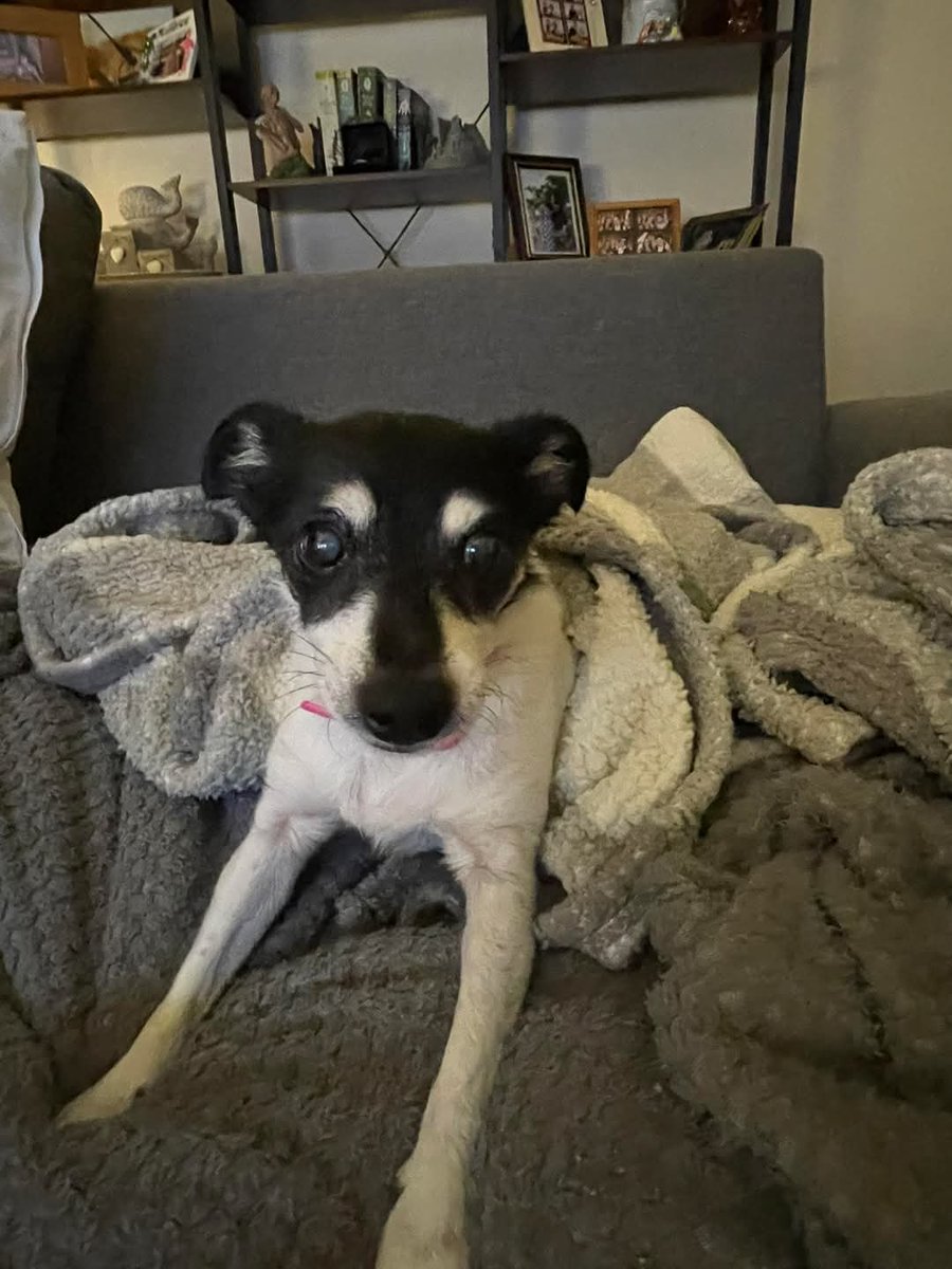 Greenacres Rescue tweet media