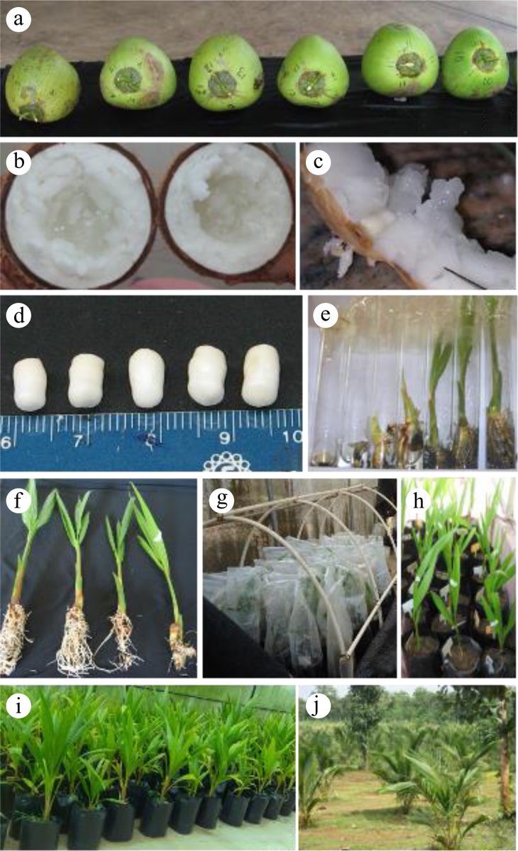 PlantSciRes's tweet image. #TropicalPlants

Integrated omics approaches reveal regulatory networks controlling development stress responses and productivity in crops

@MaximumAcademic #MultiOmics #SystemsBiology @sci_plant

Details: maxapress.com/article/doi/10…
