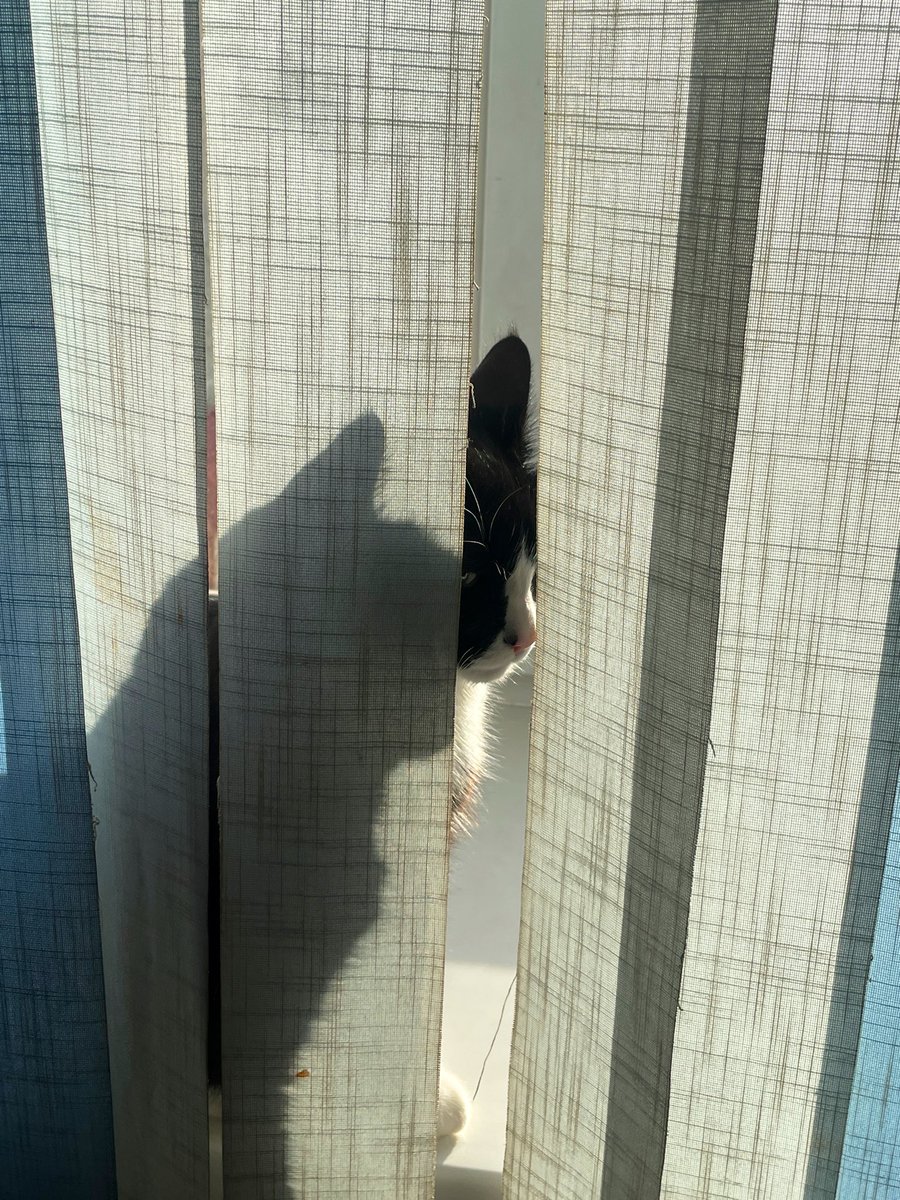 Кто-то загадочный и таинственный прятался от меня утром на окне, у меня ни одной мысли, кто бы это мог быть