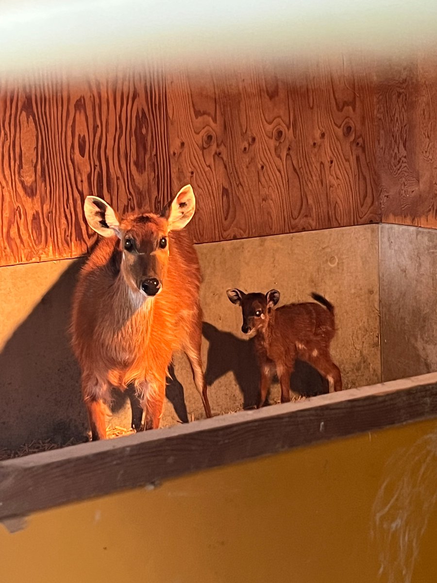 4月26日（日）に　#シタツンガ の「コイト（メス）」と「ギータ（オス）」の間に、赤ちゃんが産まれました。
現在母仔ともに健康です。引き続きしっかりと様子を見ていきたいと思います。
母仔の健康管理等のため、獣舎から放飼場に出ていない場合もありますがご了承ください。
#王子動物園