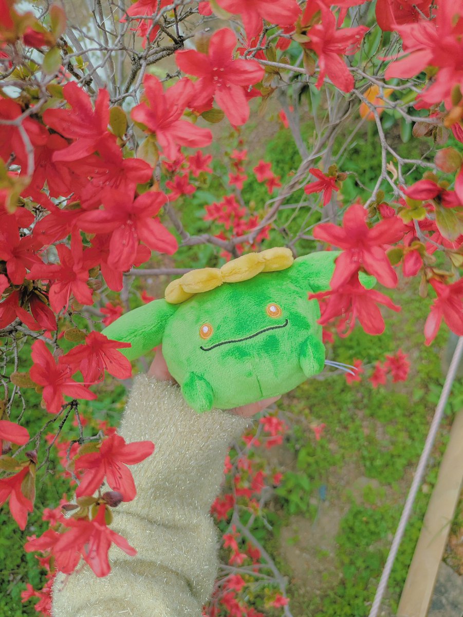 おはようございます
友達と初めてのあしかがフラワーパーク！
とっても楽しかった〜💐☺️

4枚目は一緒に行ったポポッコちゃん💛