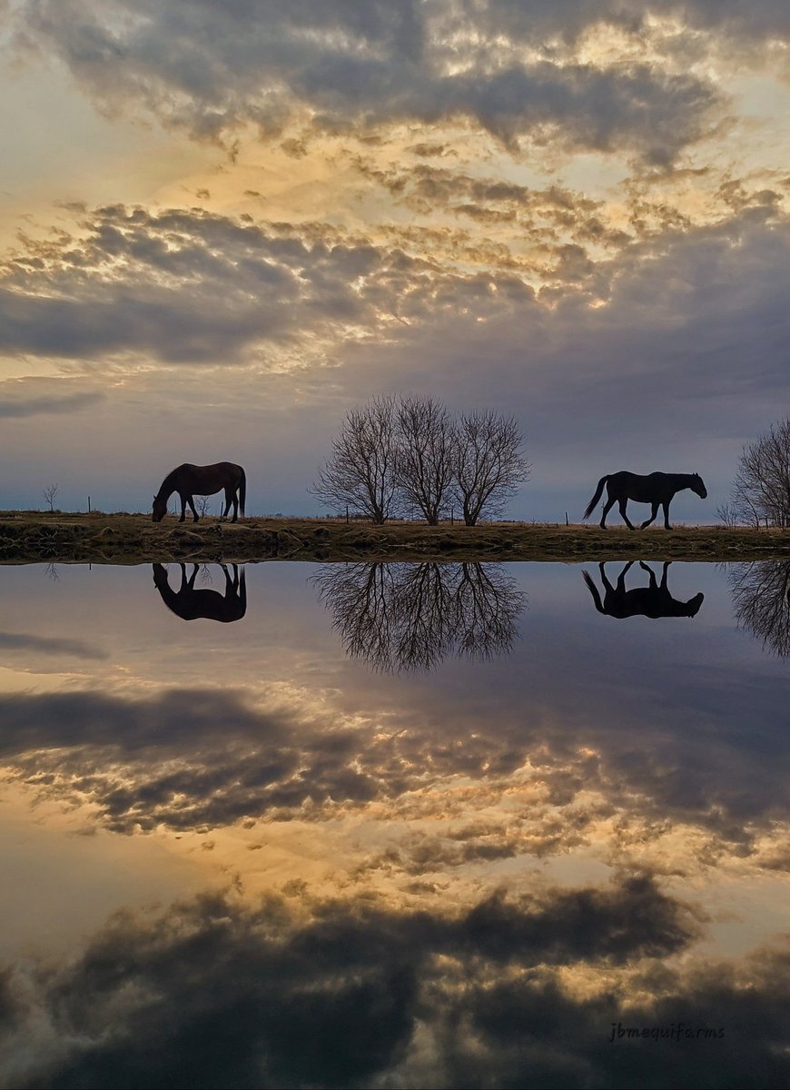 JBMEquiFarms's tweet image. Tonight, finally, the wind died off after many days of wind &amp;amp; cold. 
For a few minutes before sunset, the dugout was like glass. 
#horses #dugoutview #mybackyard #Manitoba #mbwx