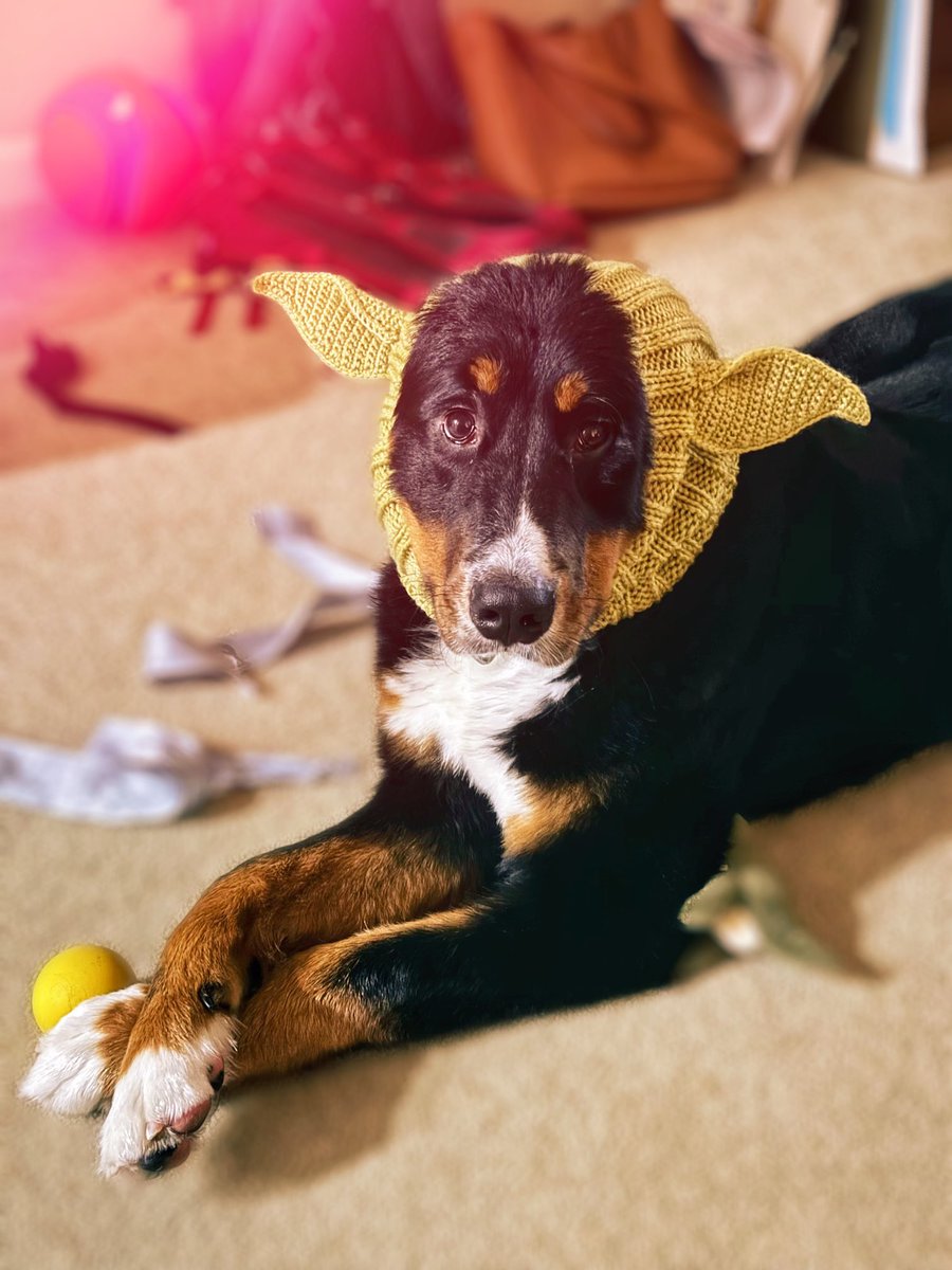 TheOnlyRyann's tweet photo. I want to take a moment to thank my community

…it’s because of you all we have Mooncake. You all hit sub point goals so we could afford to get and take care of a puppy! Both wifey and I couldn’t be more thankful🙏

Mooncake is such a kind gentle soul, so grateful to have her! https://t.co/RQvClNJbX5