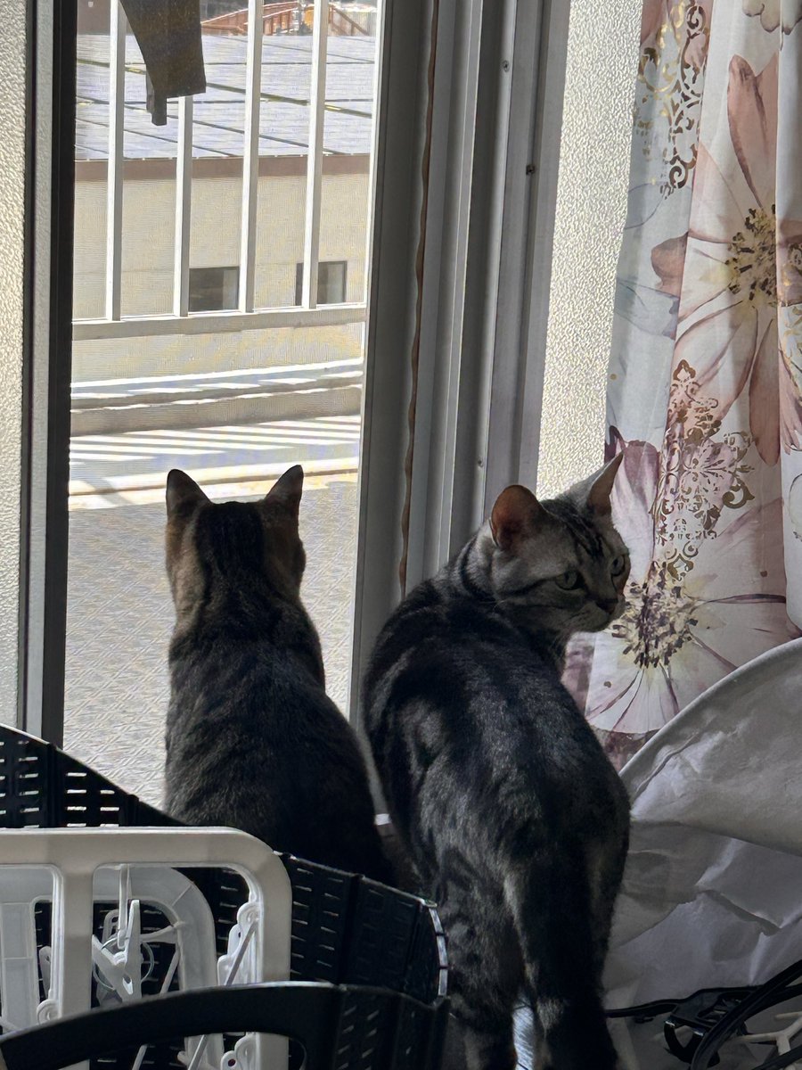 taiyolovelycat's tweet image. 後ろから気配が！！
#アメショ　#猫のいる生活　#ニャルソック