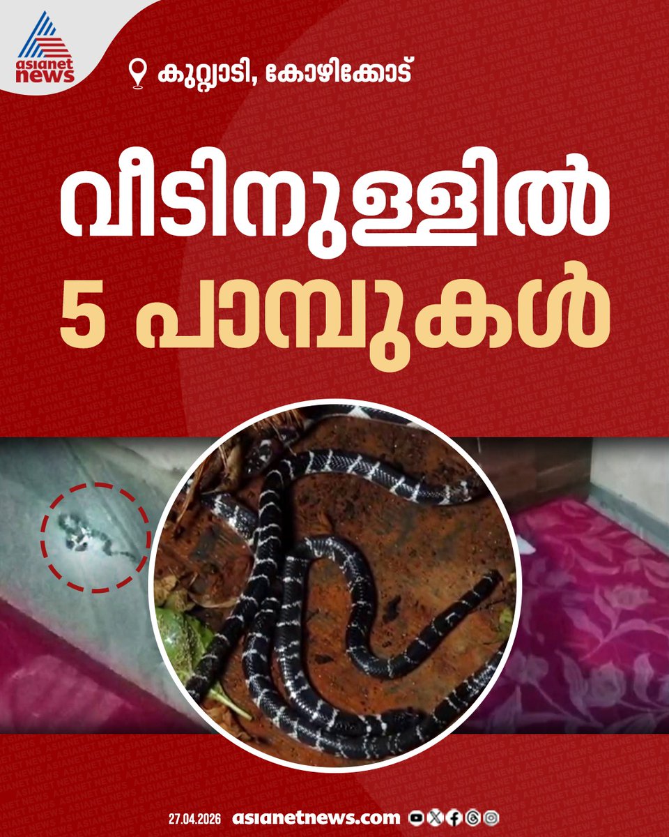 AsianetNewsML's tweet image. കോഴിക്കോട് കുറ്റ്യാടിയിൽ വീടിനുള്ളിൽ നിന്ന് കണ്ടെത്തിയത് ഉഗ്രവിഷമുള്ള അഞ്ച് വെള്ളിക്കെട്ടൻമാരെ 
🔗 asianetnews.com/local-news/poi… 
#Snake #Kuttiady #KeralaNews #Vellikettan #CommonKrait