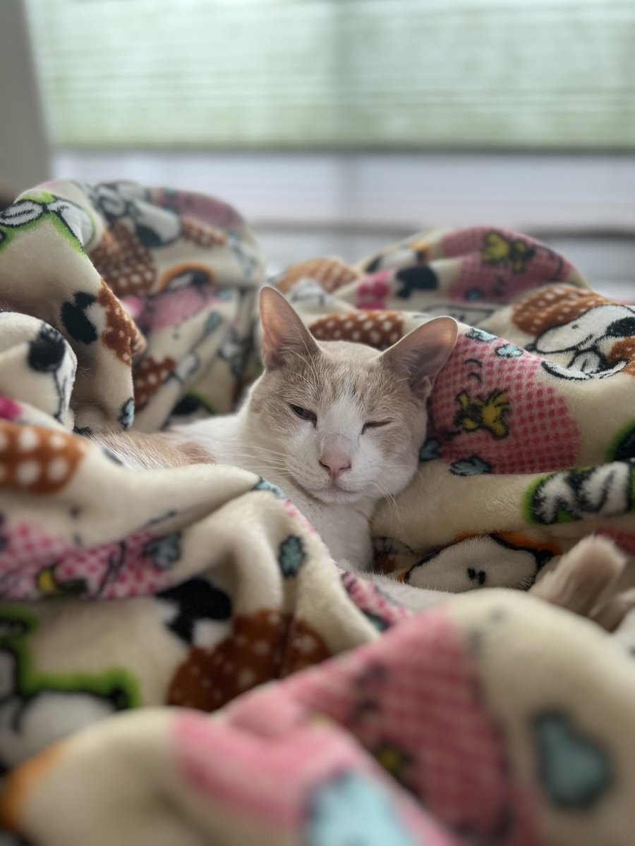 今日のおはようミルちゃん！
まだ眠いって🥱
寝相の悪い家族と一緒に寝てるから、熟睡できてないと思う！だから私と一緒に寝ようって言ってるのに😣