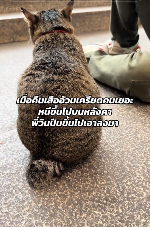 🎀🐰🌹🐻🐸🐶🐈‍⬛🐬 tweet media