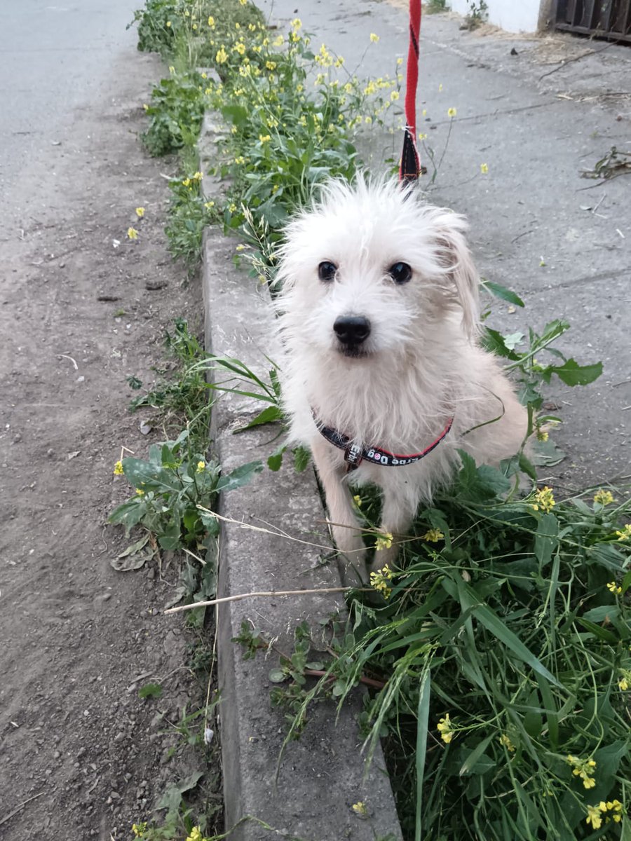 CallejeritosDeLaVega tweet media