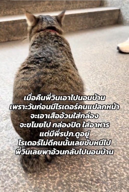 🎀🐰🌹🐻🐸🐶🐈‍⬛🐬 tweet media