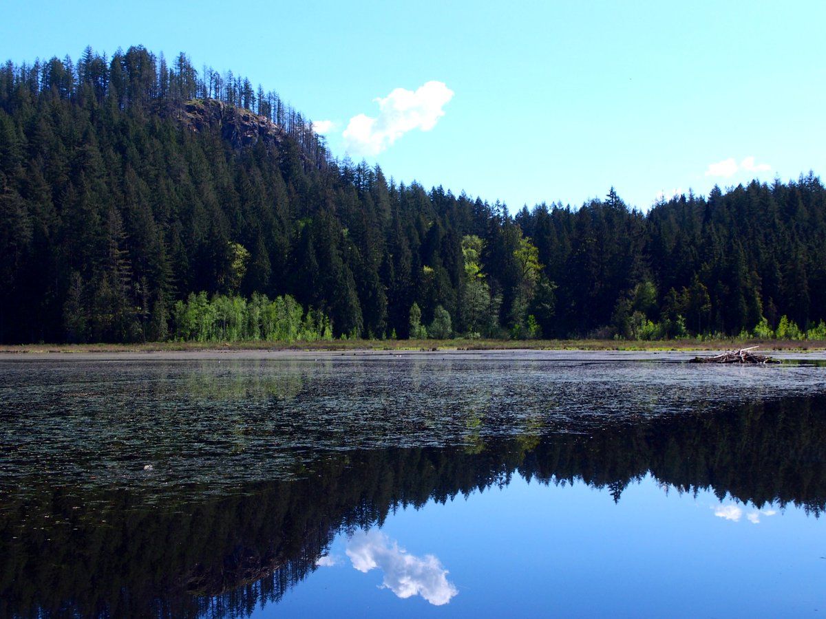 トモBC🇨🇦 tweet media