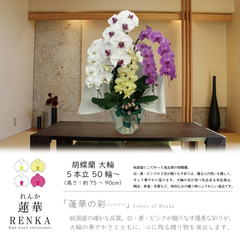 msd_shop's tweet photo. 就任のお祝いで嫁ぎました！

★お届けのお花
【蓮華 れんか 5本立ち 大輪 彩りMIX】

★こちらのお花情報
https://t.co/QvaHVEdCTT

■楽天市場のMSDナーセリー
https://t.co/Vl350aHR5l

#蓮華 #就任祝い #純国産の胡蝶蘭 #胡蝶蘭 #msdナーセリーで感謝の気持ちを伝えよう https://t.co/tnxAJJh4QI