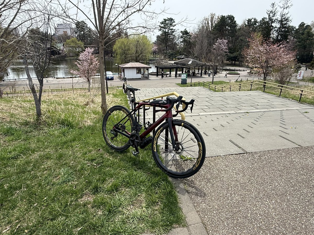 HACHIKON_'s tweet photo. 修羅の街の春。
#LAPIERRE #XELIUS #ロードバイク #旭川 https://t.co/aqrHFOlQ7k
