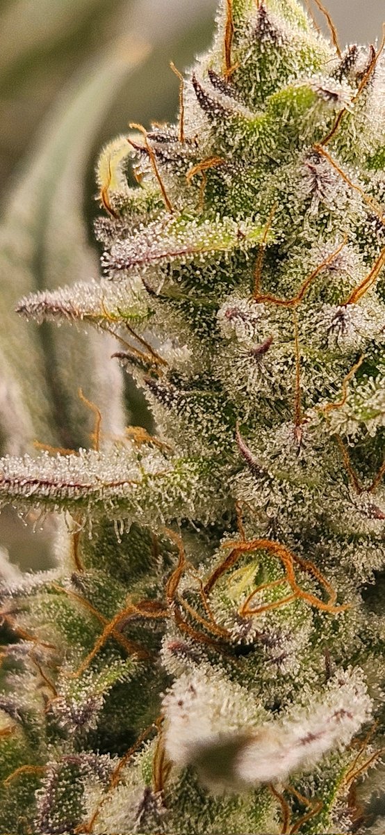 HeavyyieldsX's tweet photo. Go ahead, zoom in. Its okay 🔥🤪 Little sneak peak of the garden. .🤙
@Spark_1033 with some quality genetics!
#QualityoverEverything #Cannabis #Hemp https://t.co/a9tHXS0Pxd