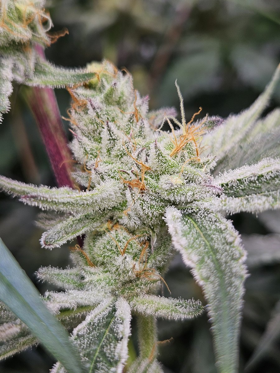HeavyyieldsX's tweet photo. Go ahead, zoom in. Its okay 🔥🤪 Little sneak peak of the garden. .🤙
@Spark_1033 with some quality genetics!
#QualityoverEverything #Cannabis #Hemp https://t.co/a9tHXS0Pxd