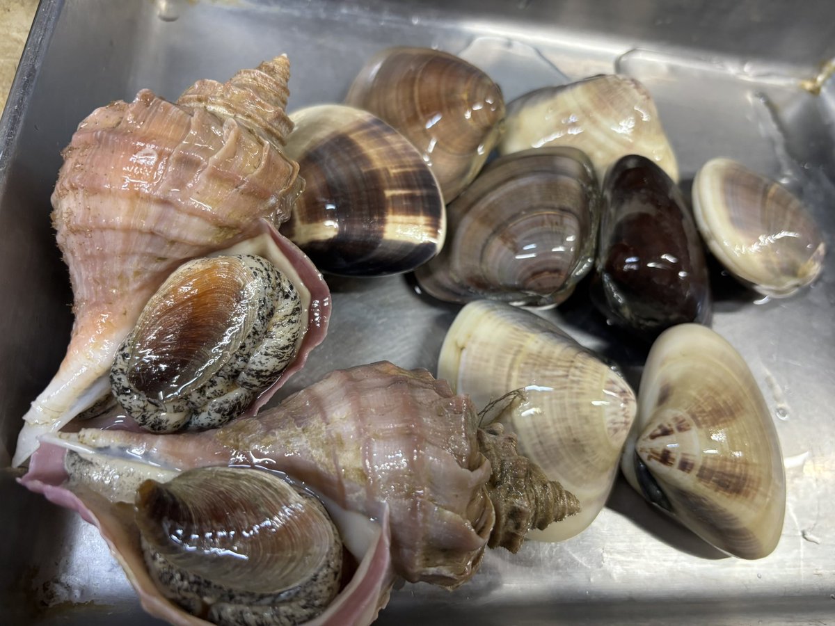相模原竹寿司！本日のおすすめ〜美味しい天然まぐろ、釣り鯵、青柳、赤貝、ミル貝、ツブ貝、ハマグリ、牡蠣、アワビ、帆立、墨烏賊、車海老、雲丹、キジハタ、平政、マゴチ、小肌、地蛸、芽ねぎ。本日もご来店お待ち申し上げます！　#相模原竹寿司 #まぐろの美味しい店　　#小田急相模原美味しい