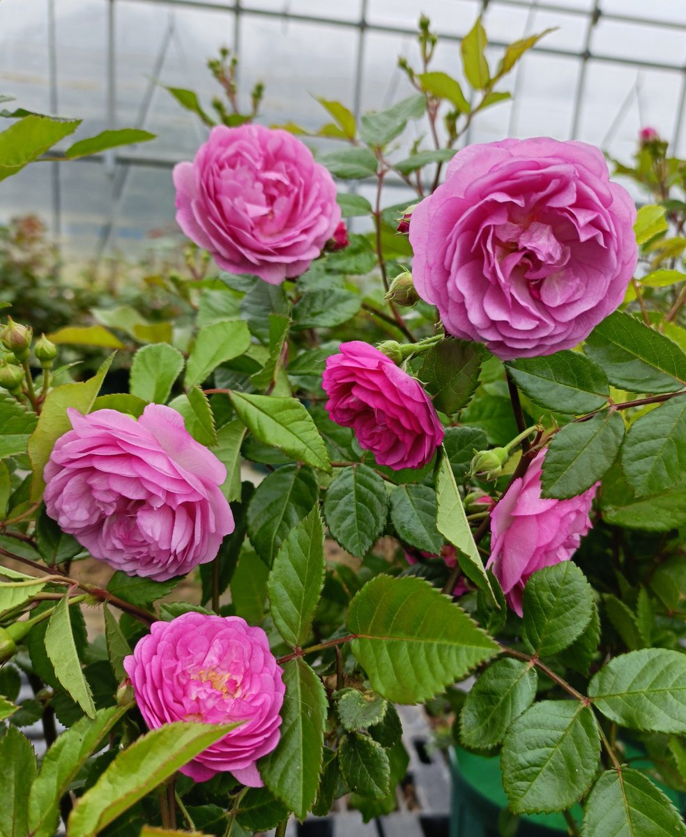 まるちゃん🌹🐱🐕🐾🐾 tweet media