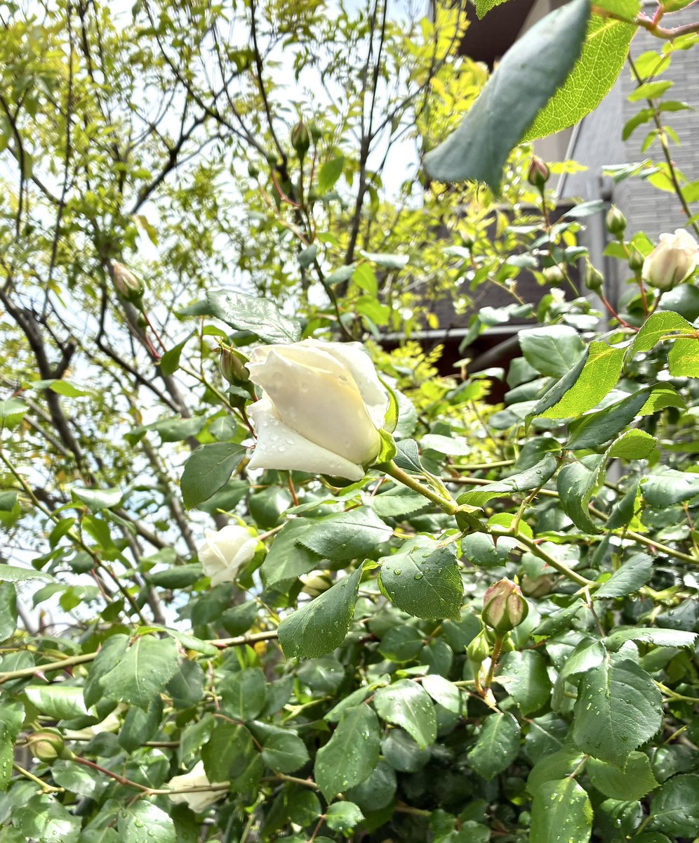 tokyo_kyoto_jp's tweet image. #雨上がり　白薔薇のひときわ

After the rain, the roses shine.
#dewkissed
#flowers
