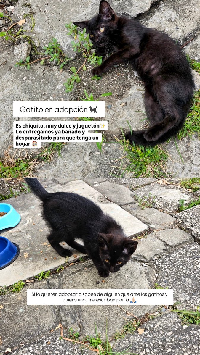 Maria Rosa Salas tweet media