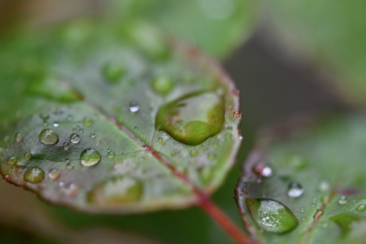 4Ai221's tweet photo. マクロレンズは素晴らしい
📷Nikon Z6III + Z MC 105mm f/2.8 S https://t.co/fT3wLq8xeZ