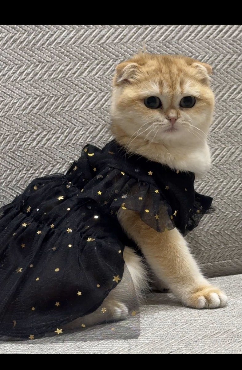 🐈‍⬛🐾لولو و القطط🐾🐈 tweet media