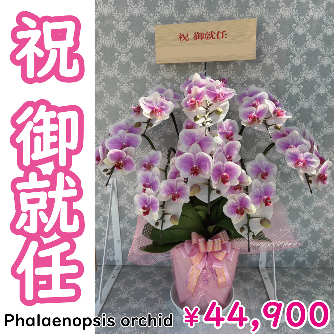msd_shop's tweet photo. 就任のお祝いで嫁ぎました

★お届けのお花
【ヴィーナス 8本立ち 中輪 65輪～ 白ピンク グラデーション】

★こちらのお花情報
https://t.co/dlOBuAFA0l

■楽天市場のMSDナーセリー
https://t.co/Vl350aHR5l

#ヴィーナス #就任祝 #純国産の胡蝶蘭 #胡蝶蘭 #msdナーセリーで感謝の気持ちを伝えよう https://t.co/GM3EmH94qU