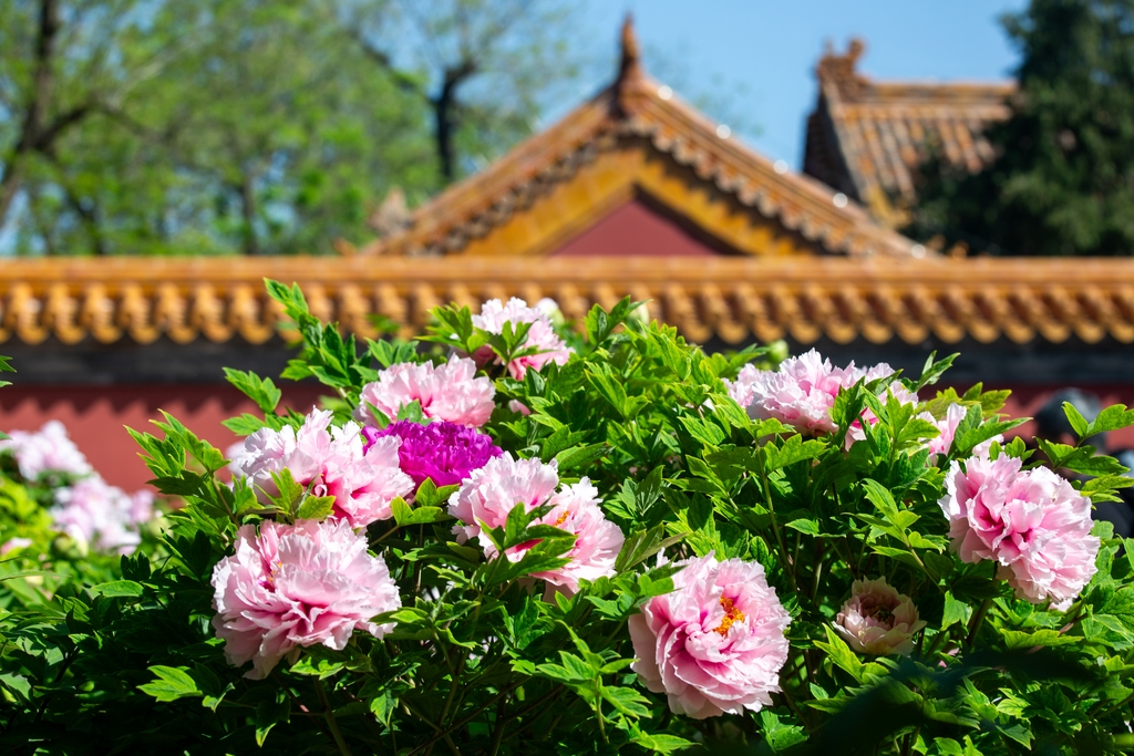 HighfliersBJ's tweet photo. Peonies are in full bloom at Jingshan Park in #Beijing! Blooming gracefully under ancient eaves, they attract locals, tourists from all over China, and international visitors who come to enjoy their legendary beauty. 
#weekendvibes #weekendbeijing https://t.co/n0PEdSnLSr
